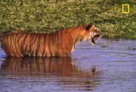 Xem hổ vằn rình trộm mồi của cá sấu