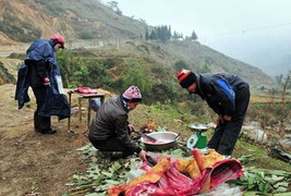 Buốt ruột nhìn trâu chết rét mổ bán la liệt ở Sa Pa