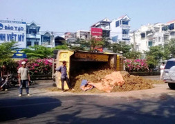 Lật xe ben trên quốc lộ 22, giao thông hỗn loạn