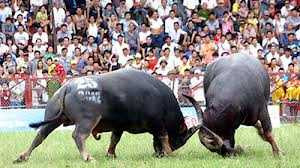Thủ đô cũng sắp có hội chọi trâu