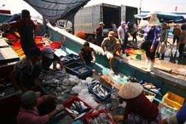 Thương lái Trung Quốc lại 'giở trò' gì với thủy sản Việt?