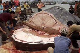 Tận mục quy trình mổ cá mập lấy vây làm hàng hiệu