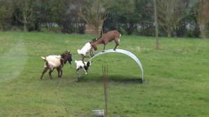 Clip 4 chú dê chơi trò chơi dễ thương chưa từng thấy