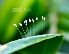 Kỳ lạ hoa Ưu Đàm mọc trên lá cây khế ở Sài Gòn