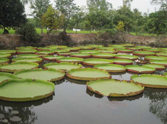 Cận cảnh loài sen khổng lồ có thể chở người qua sông