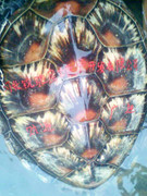 Bắt được rùa biển kỳ lạ khắc chữ trên mai