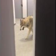 Chó sói 'thăm' phòng ngủ vận động viên ở Sochi