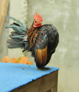 Gà nhỏ nhất thế giới giá 30 triệu đồng gây sốt