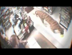 Hoảng hồn clip hổ đi lạc vào siêu thị