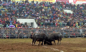 Hàng vạn người đội mưa xem hội chọi trâu đầu tiên tại Hà Nội