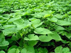 Tận thu lá khoai lang giá cao, thương lái Trung Quốc lại giở trò gì?