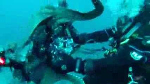 Clip: Bạch tuộc khổng lồ cướp máy ảnh của thợ lặn