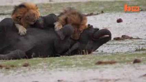 Clip: Voi giãy giụa không thoát khỏi hàm sư tử