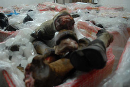 Chặn đứng gần 2 tấn phụ phẩm trâu, bò lậu tuồn vào TP.HCM