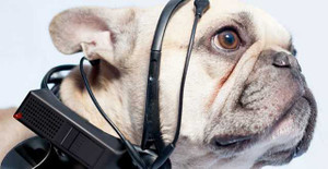 Sắp có máy dịch tiếng chó ra tiếng người