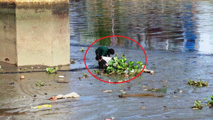 Điều tra vụ xác người lẫn trong bùn dưới chân cầu