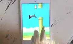 Phì cười clip loài chim chơi 'Flappy Man'
