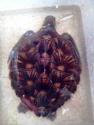 Ngư dân bắt được đồi mồi nghi bị 'yểm bùa'