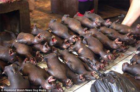 Chợ thực phẩm ghê rợn nhất thế giới