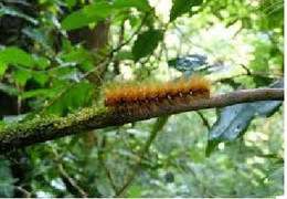 Tò mò sờ vào sâu róm, 28 trẻ nhập viện