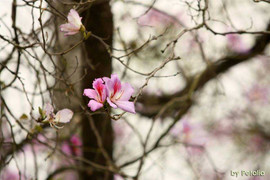 Bắc Bộ ấm lên trước khi đón rét trở lại