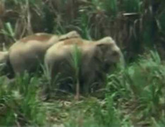 Đàn voi rừng quật chết 2 người lại rầm rập kéo về phá dân