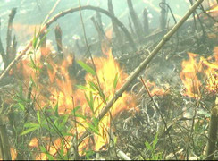 Video: Cháy lớn ở Vườn quốc gia Hoàng Liên