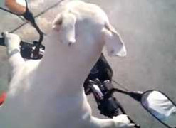 Chó lái xe máy vù vù, chủ ngồi sau quay clip