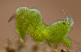 Sờ tận tay 'quái tôm' lạ lùng nhất thế giới