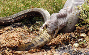 Video, ảnh: Trăn khổng lồ nuốt chửng cá sấu