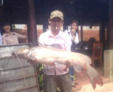 Bắt được cá Lăng 'khủng' hiếm có