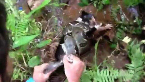 Giải thoát cho mèo khỏi bị trăn quấn chết