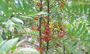 Bảo vệ lá gan cho quý ông quá chén