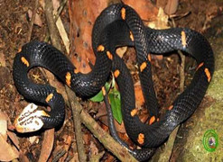 Phát hiện loài rắn cực độc mới ở Việt Nam