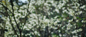 Ngày mai, miền Bắc đón gió mùa đông bắc