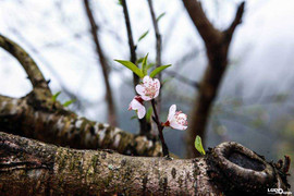 Miền Bắc trở rét, miền Nam nắng nóng 38 độ