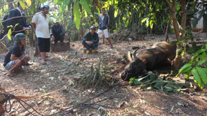 Trâu điên húc 6 người nhập viện