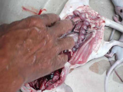 Săn bào thai động vật để bổ thận tráng dương