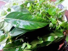 Những loại rau gia vị giúp chữa bệnh