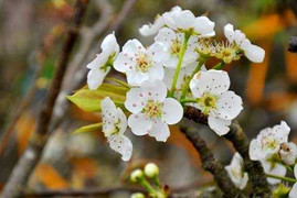 Miền Bắc hửng nắng, cuối tuần mưa rét