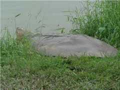 ‘Cụ’ rùa Hồ Gươm bò lên tháp phơi nắng hơn 1 tiếng