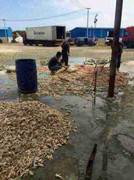 Đống chân gà thối chờ người ăn