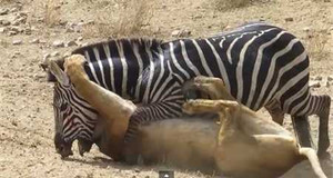 Ngựa vằn tung vó đạp văng sư tử thoát thân