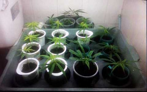 Triệt phá 'vườn cần sa' giữa lòng đất Cảng