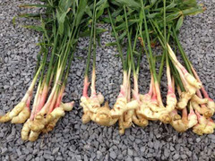 7 loại thực phẩm rẻ tiền chống ung thư