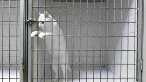 Clip vượt ngục phiên bản mèo