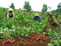 Vì sao thương lái Trung Quốc chỉ 'lừa' nông dân Việt?