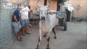 Clip: Con bò thông minh nhất quả đất