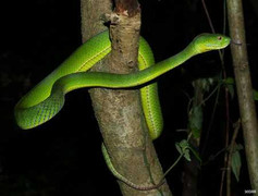 Liên tục có người bị rắn lục cắn