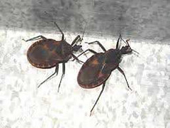 Bọ xít hút máu tấn công biệt thự Hà Nội